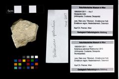 Foto (Objekt + Etikett) von Bullariscus patruliusi (Robins et al., 2013)  (NHMW-GEO-1990-0041-2611)